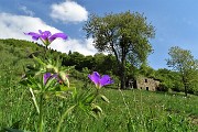 46 Geranio selvatico (Geranyum selvaticum) con baita diroccata